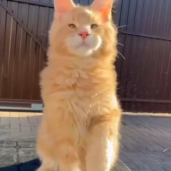 海燕缅因猫舍温顺友好可爱的猫咪奔向你女孩儿礼物宠物猫购买