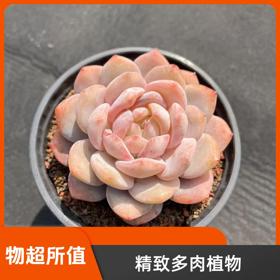 橙梦露多肉植物新手必备老桩超肥萌肉爆款特惠热卖易养活网红品种