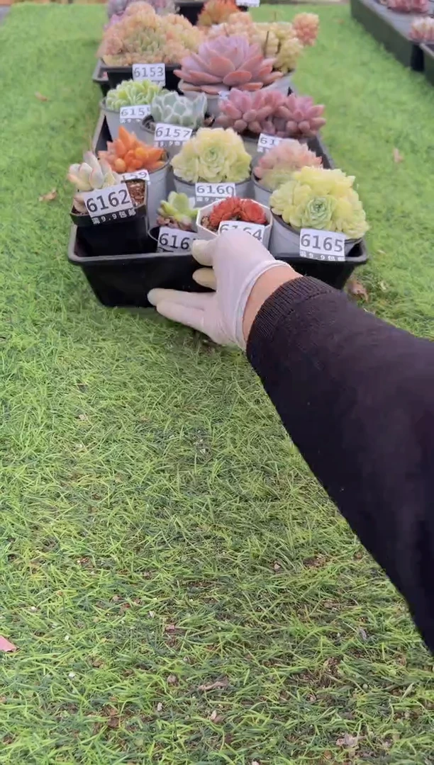 【闪购商品】信福多肉一物一拍