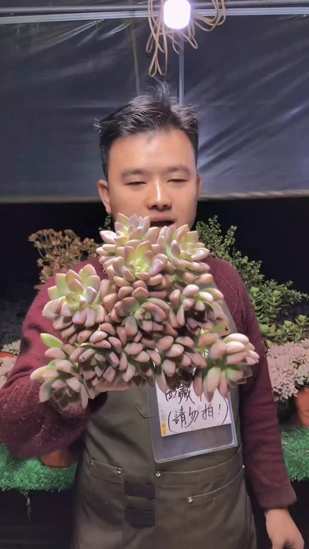 286淡雪缀化一物一拍