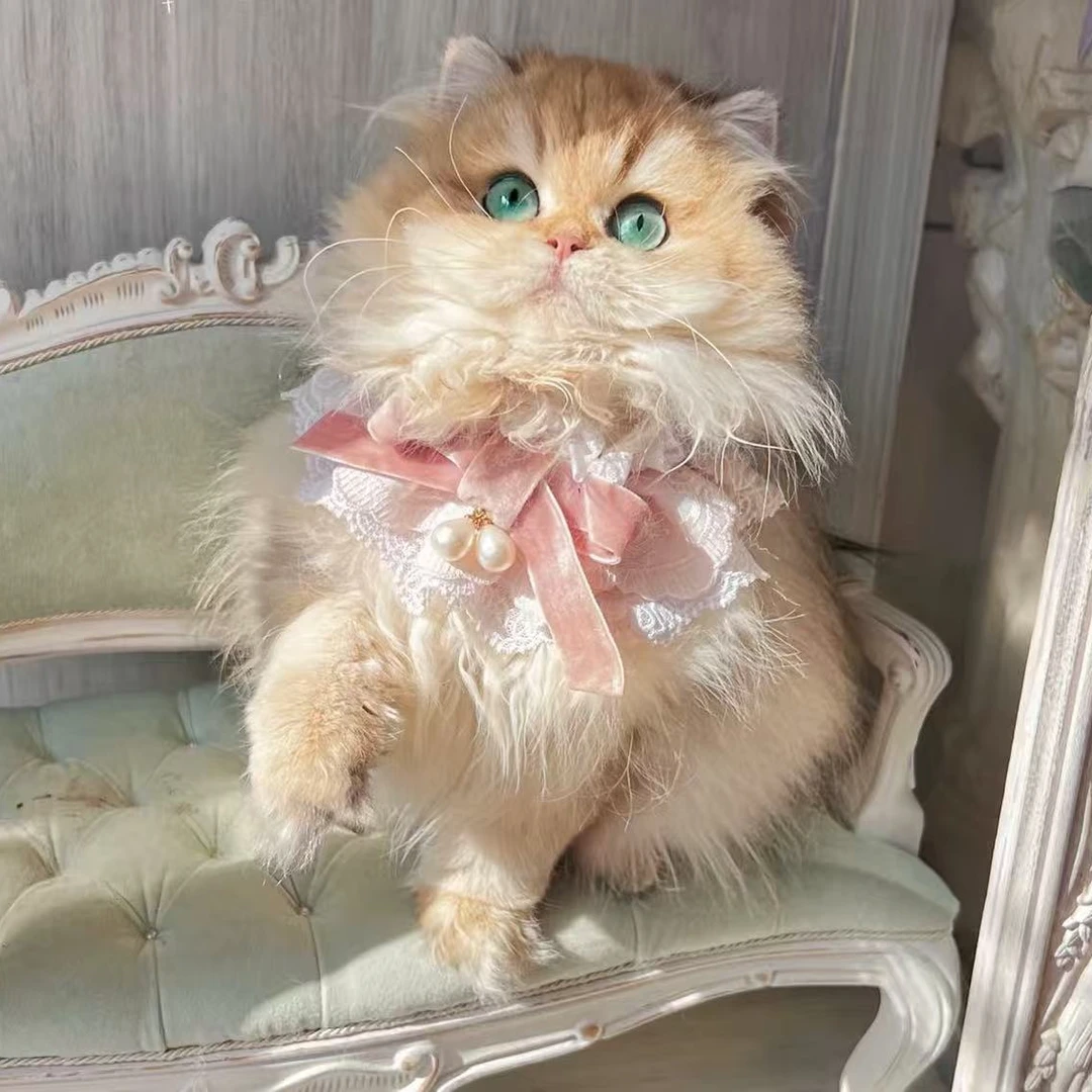 （Abigail晓晓金渐层）金渐层 宠物活体猫猫