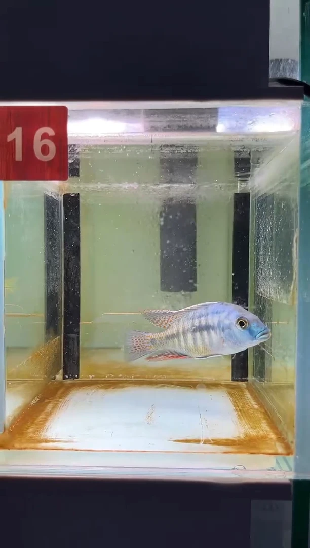 海水鱼三湖慈鲷人工
