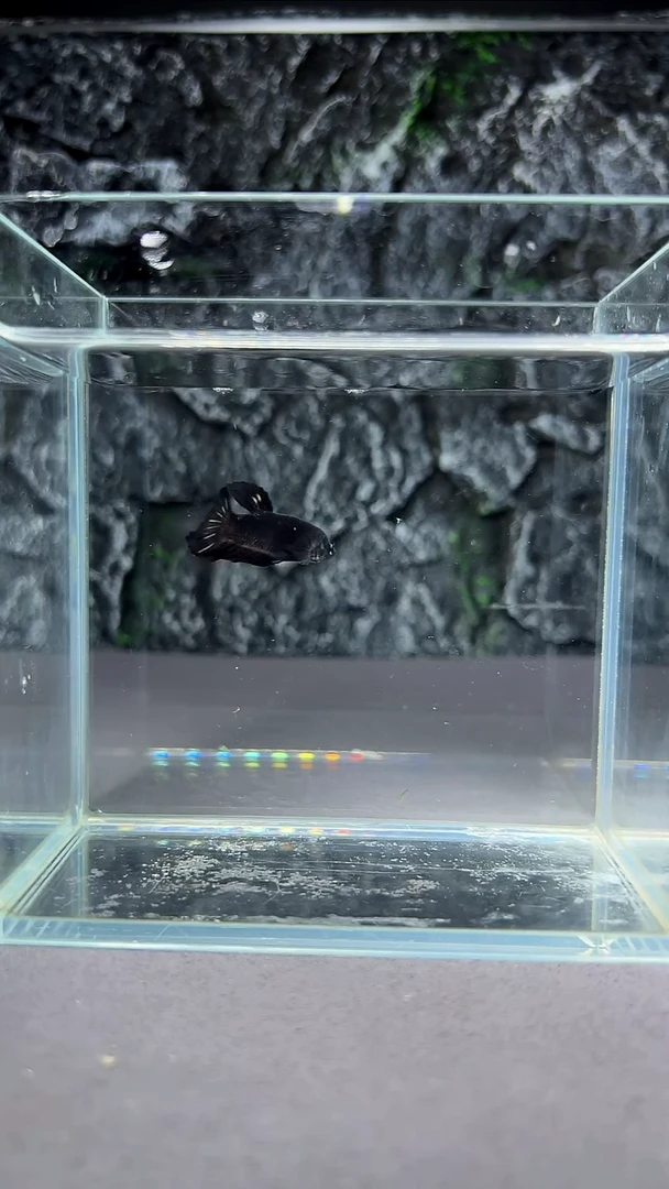 斗鱼竞拍链接A075