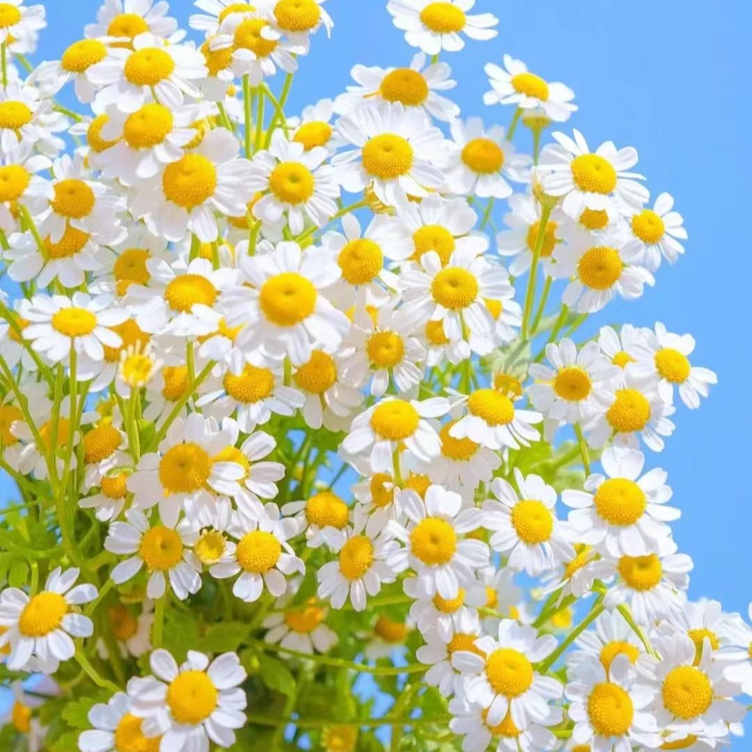 【二姐夫】洋甘菊云南基地任意两单发顺丰