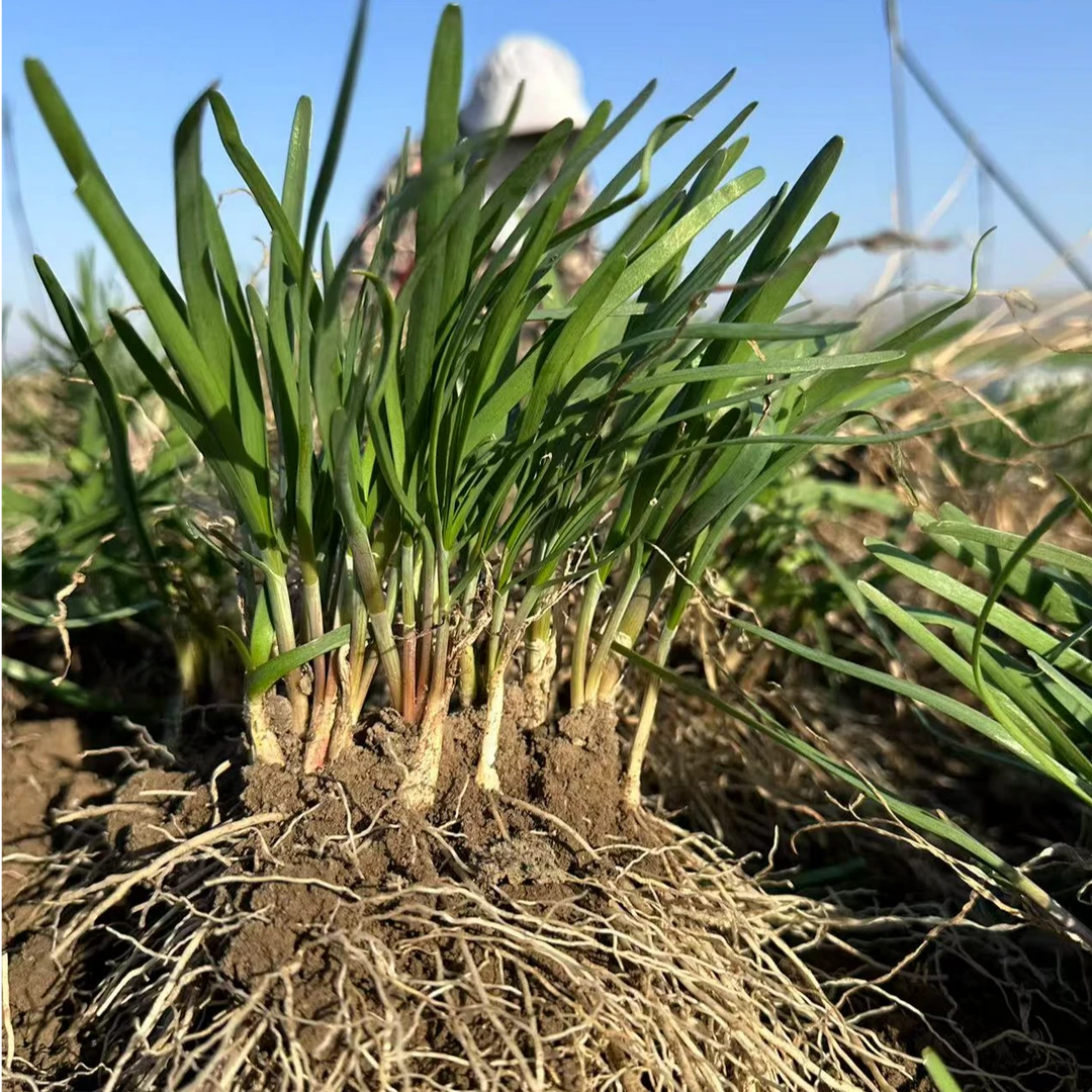 现挖紫根大叶宽叶韭菜根苗可用于室内阳台绿植盆栽