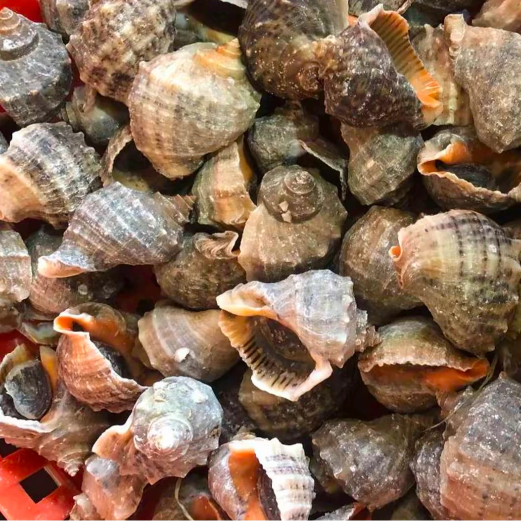 海螺鲜活新鲜约2.8斤海捕海鲜水产贝类螺鲜活发货到手保鲜不保活