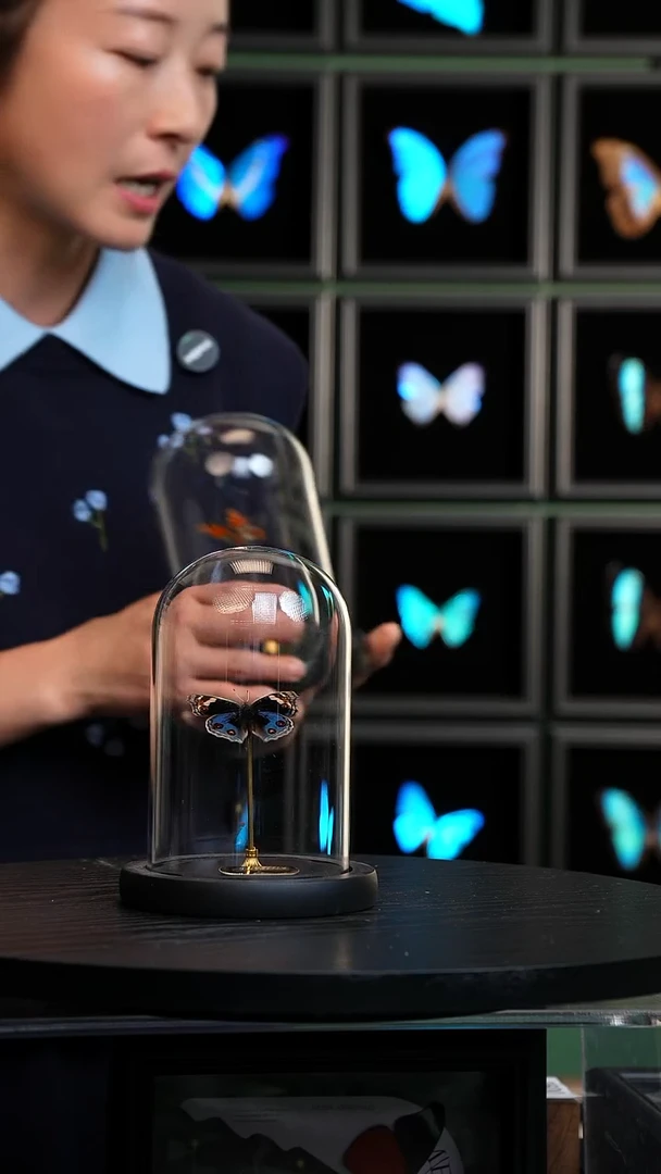 翠蓝眼蛱蝶玻璃罩款