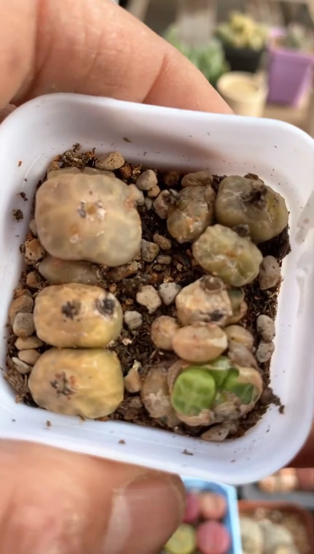 【闪购商品】7317直播间一物一拍