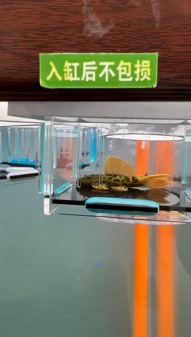 清道夫133号600入缸不包损录制完整开箱视频6.2厘米