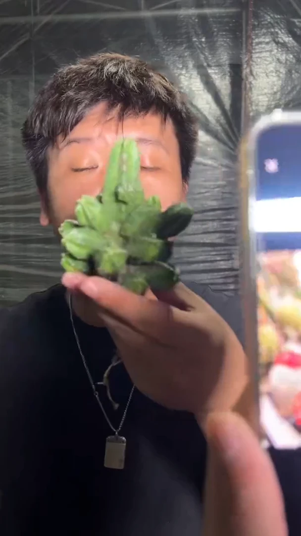 大红 多头 桃太郎【带根】