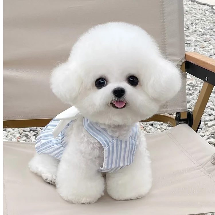 正宗韩系比熊幼犬可爱狗狗萌系比熊