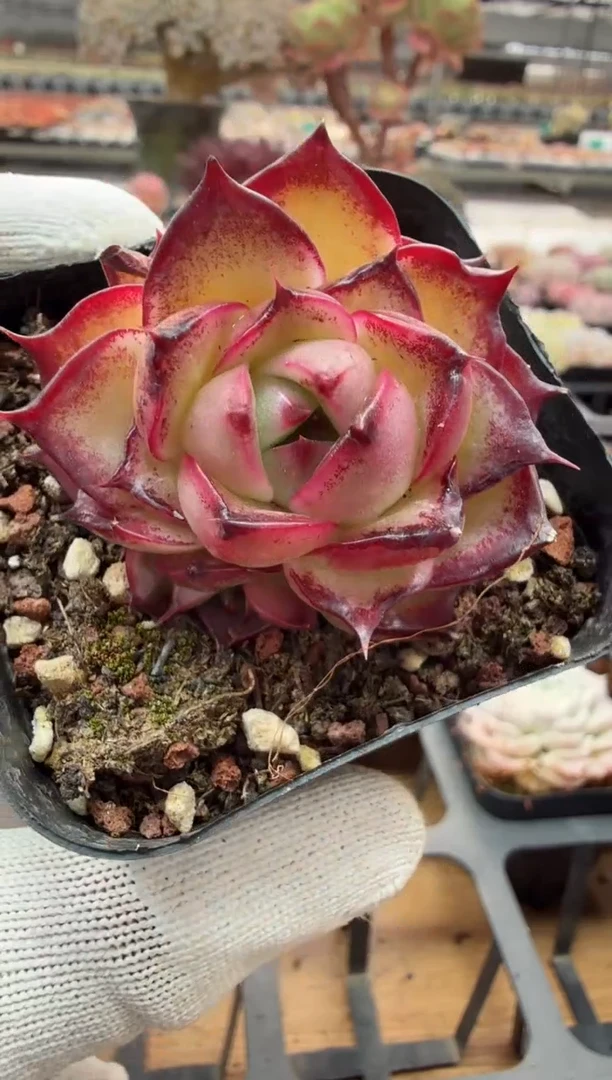 东云多肉园二店-56