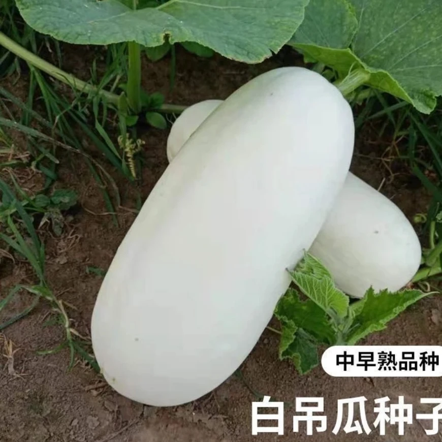 【白笋瓜种子】四季种植生吃脆甜