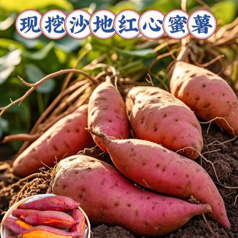 蜜薯沙地种植软糯香甜糖心番薯粗粮