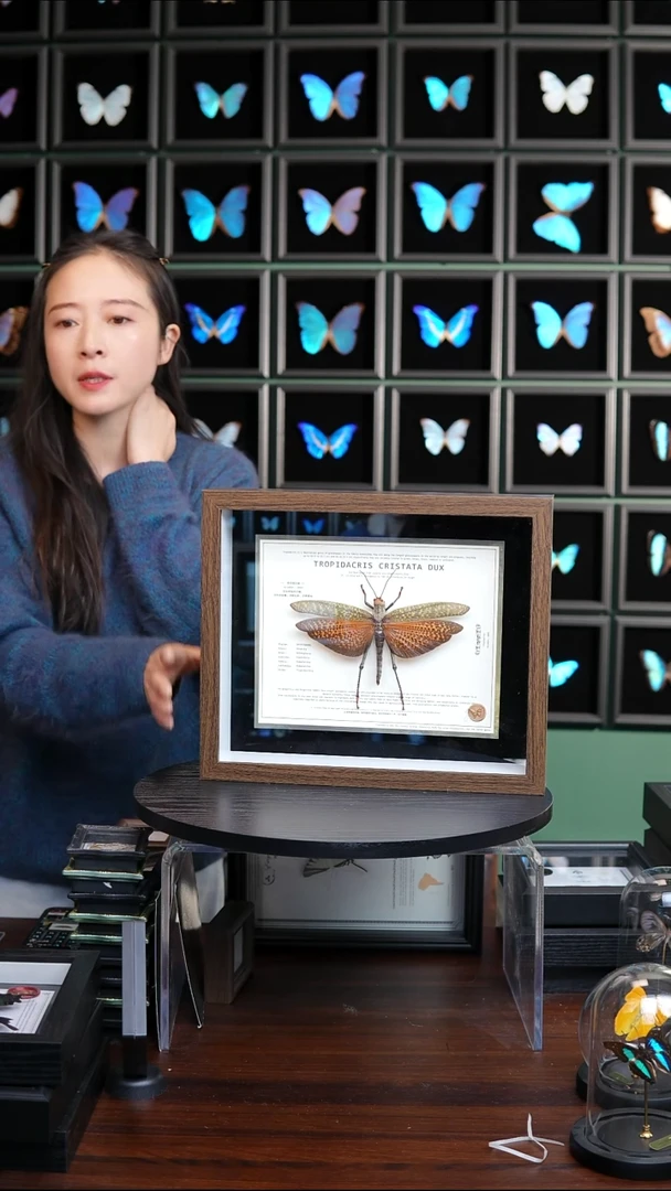 橙斑翅巨蝗标本摆件