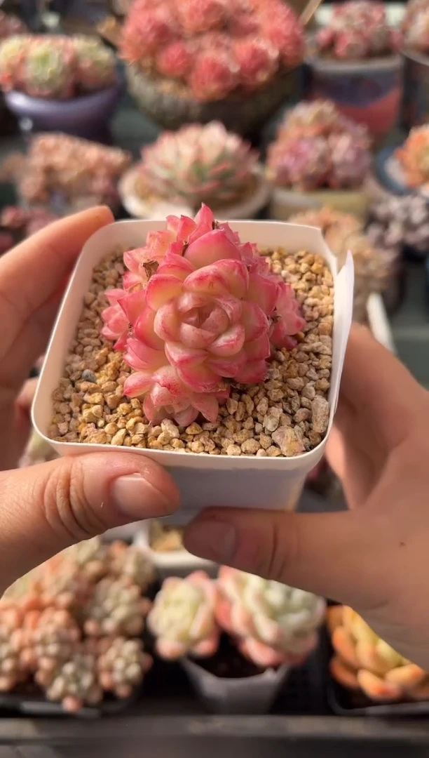 038兄群女王多肉