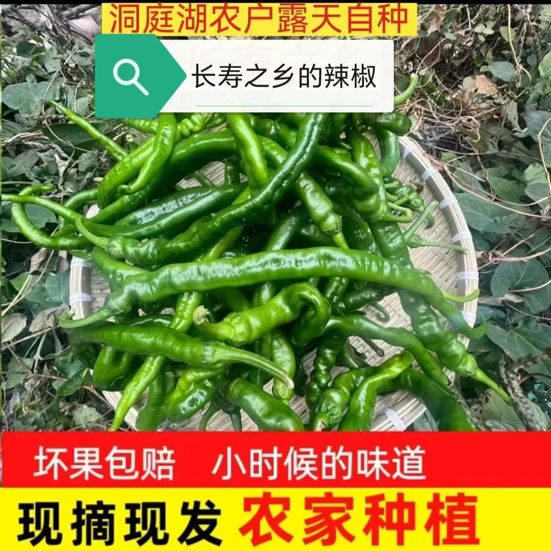 （土辣椒）辣椒长寿之乡辣椒青椒红椒农户露天自种土辣椒泡沫箱发货