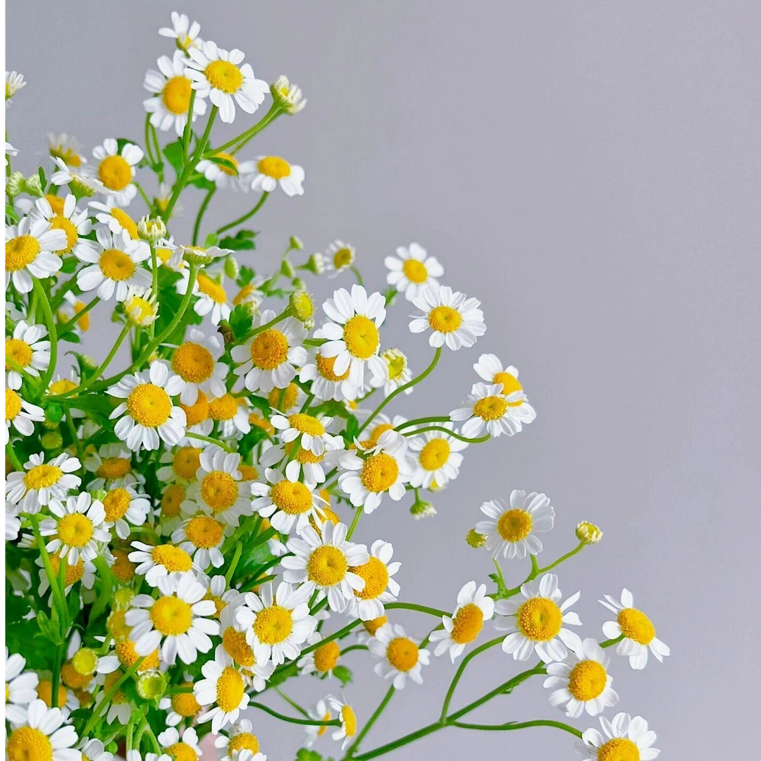 【洋甘菊配草一扎】今天拍明天到，任意2单花花顺丰包邮+保鲜剂