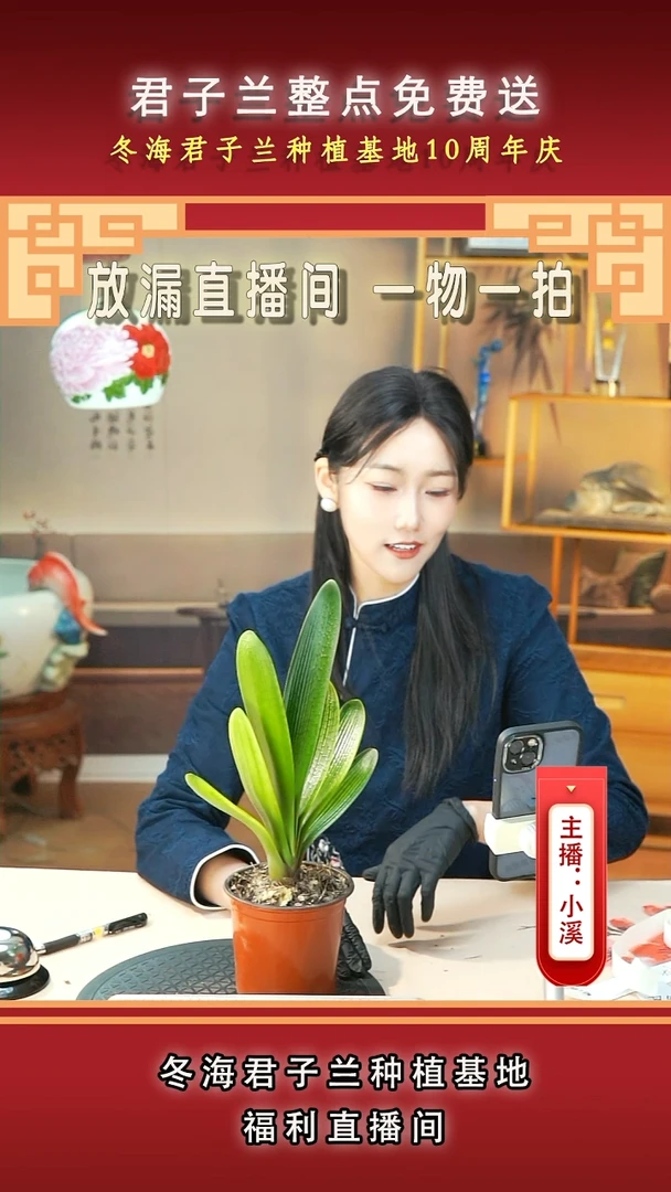 当前无花朵，栽培后可花朵用****8君子兰