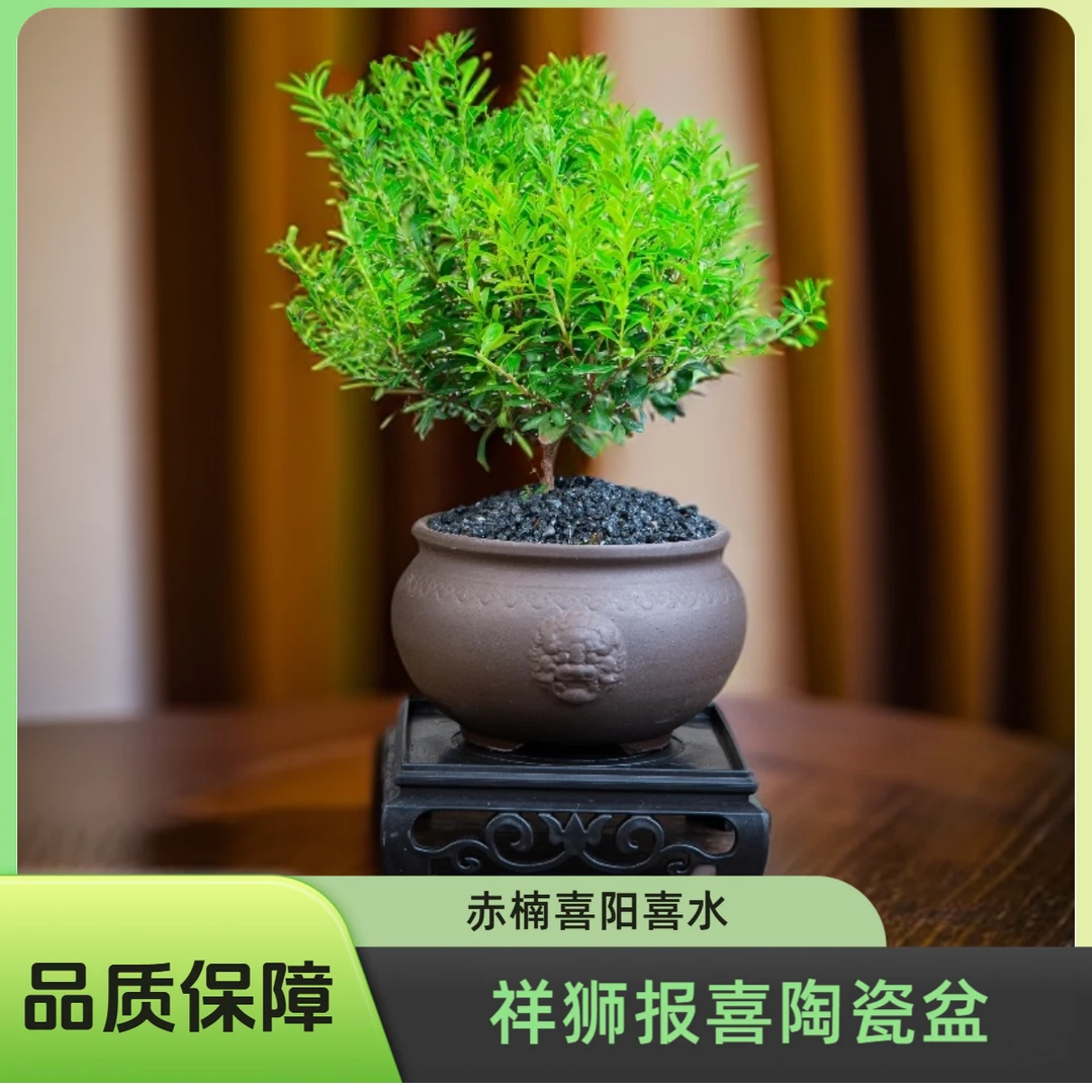 【祥狮报喜】小叶赤楠盆景植物办公室内家居中式绿植盆栽摆件茶桌zl