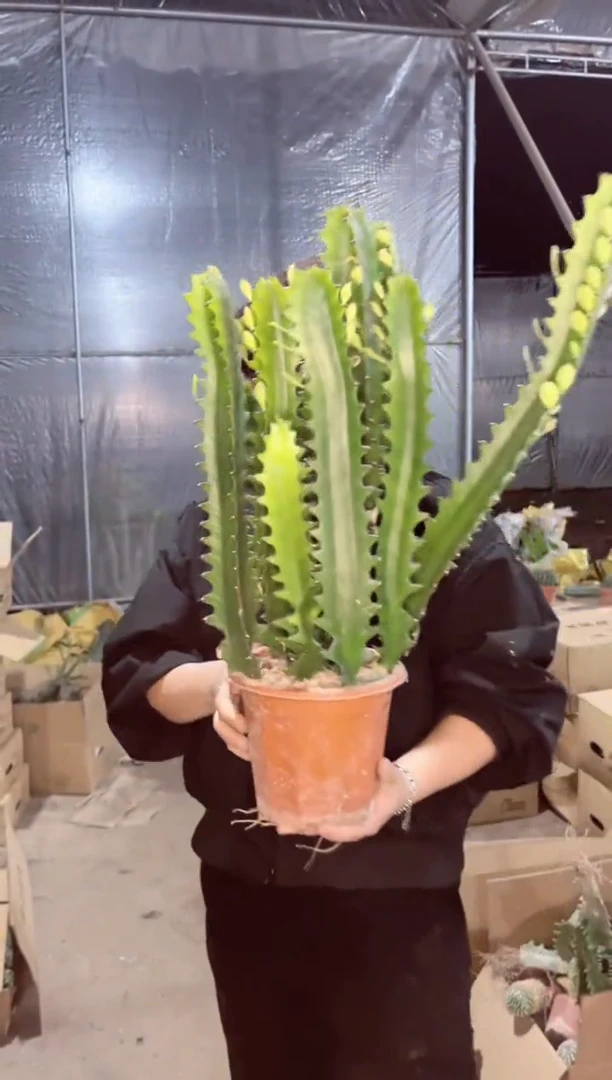 【闪购商品】一盆2颗起发 巴西龙骨