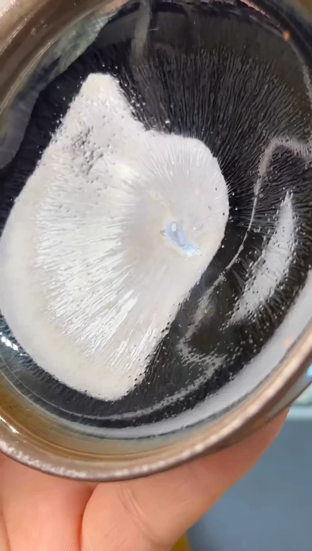 茶盏春申阁福利1只普洱杯