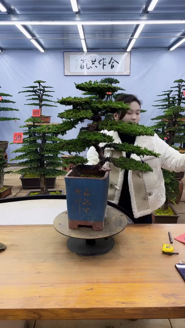 【闪购商品】高端盆景一物一拍，所见即所得