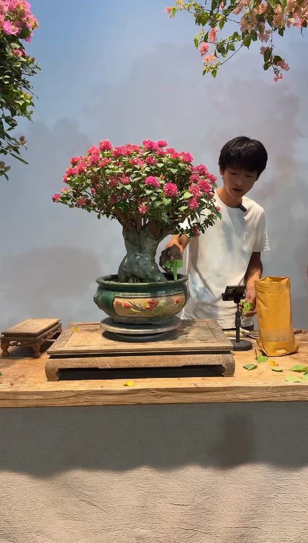 全部花朵l****g三角梅吗21