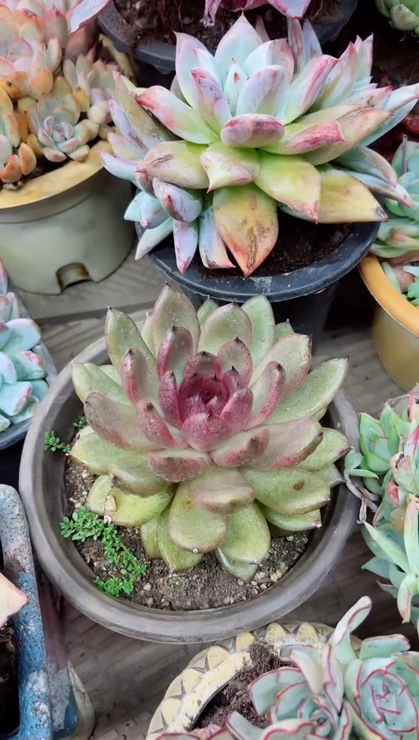 夏*23044多肉植物一物一拍