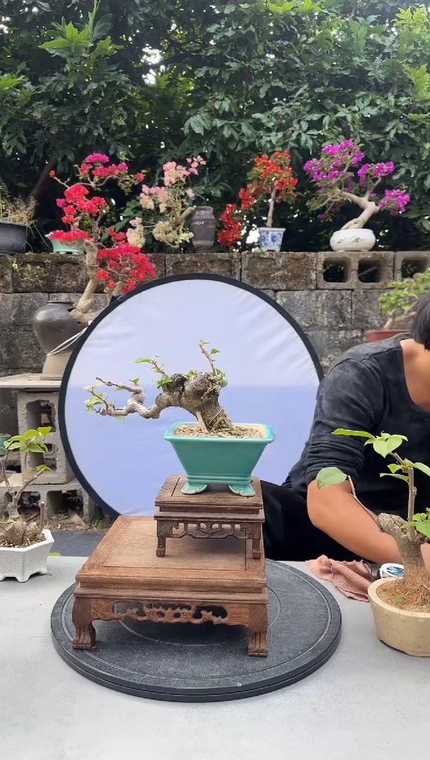 瑞*猪三角梅同安红