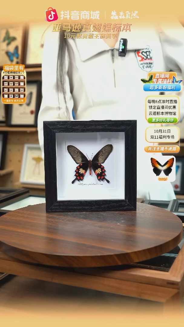 红珠凤蝶标本方框