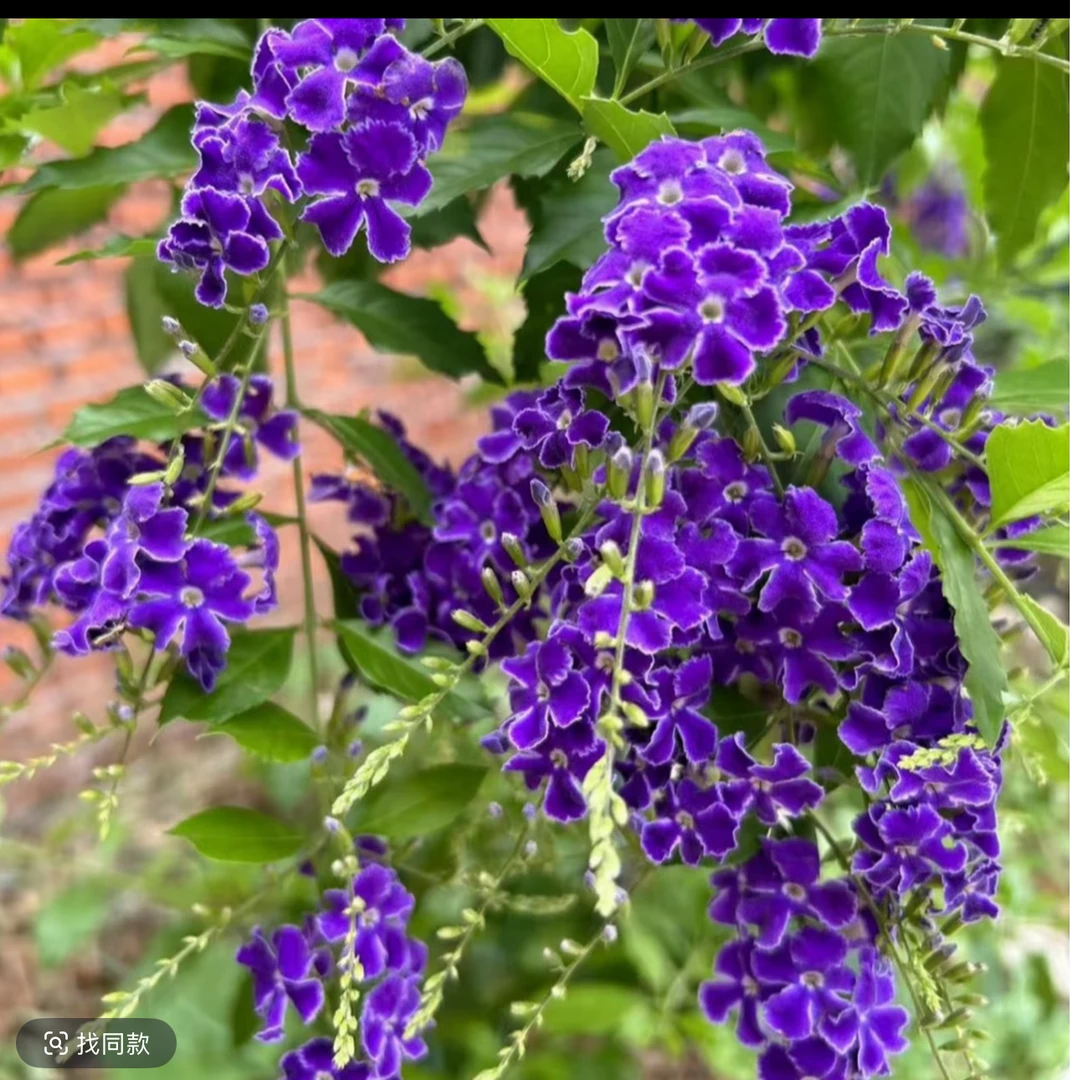 中昌花卉(巧克力棒棒糖）浓香带花苞室内外好养