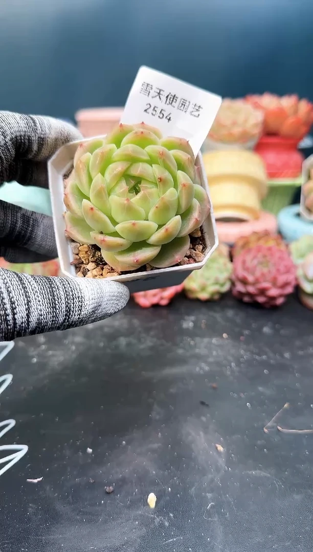 2 554  青山 （冠幅 5 cm）