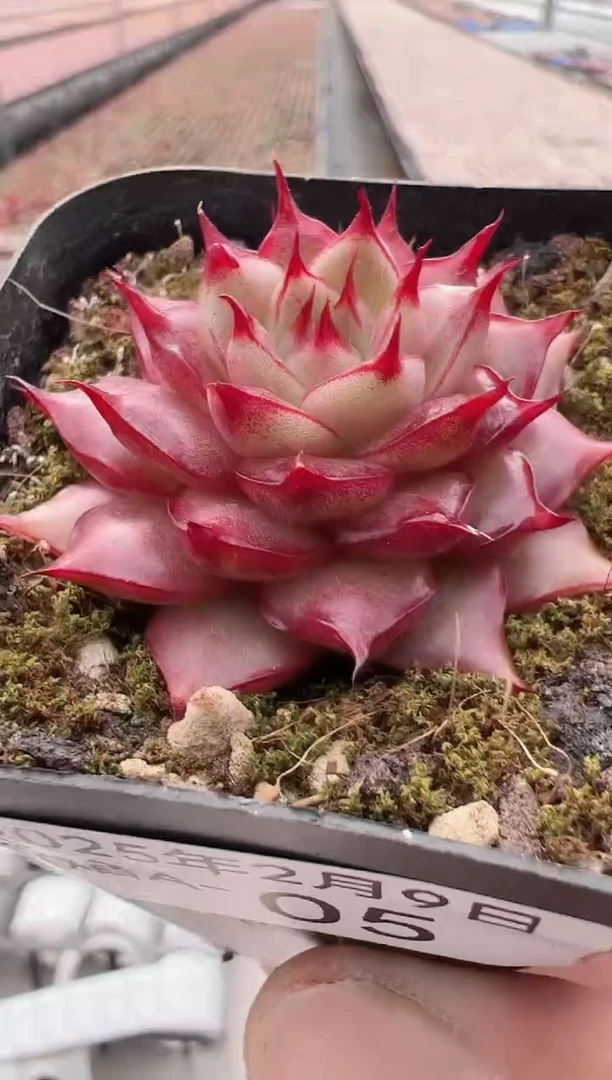 【闪购商品】烈焰A-5