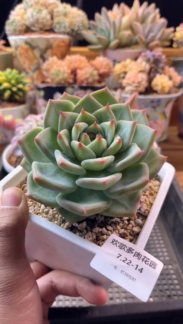 无花朵7.22-14祖母绿1111111111