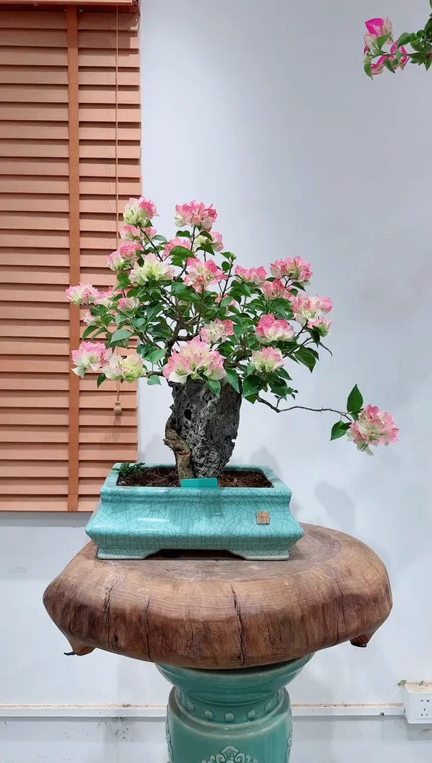 无花朵我****贝三角梅绿樱