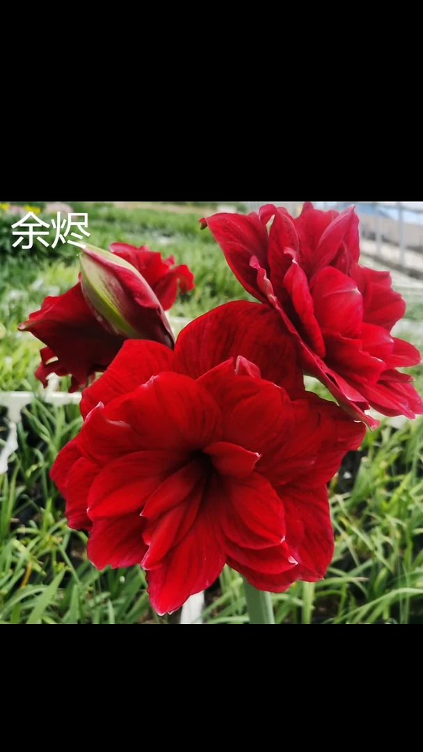 朱顶红余烬6厘米