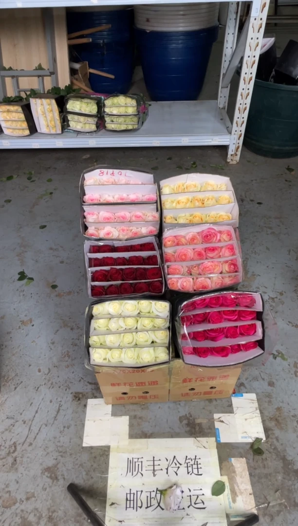 单头玫瑰60枝（任意3个品种）