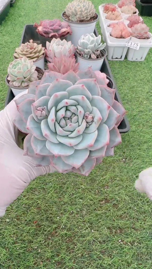 【闪购商品】梦会多肉一物一拍