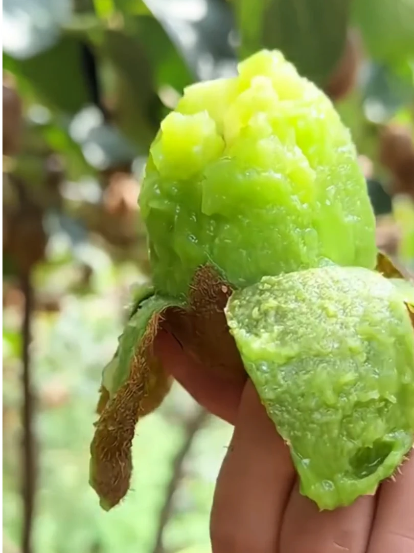 修文猕猴桃正宗新鲜绿心水果香甜多汁