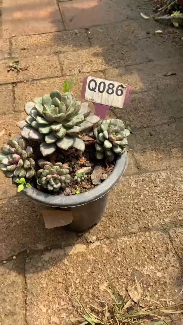 Q086多肉组合默认脱土发货