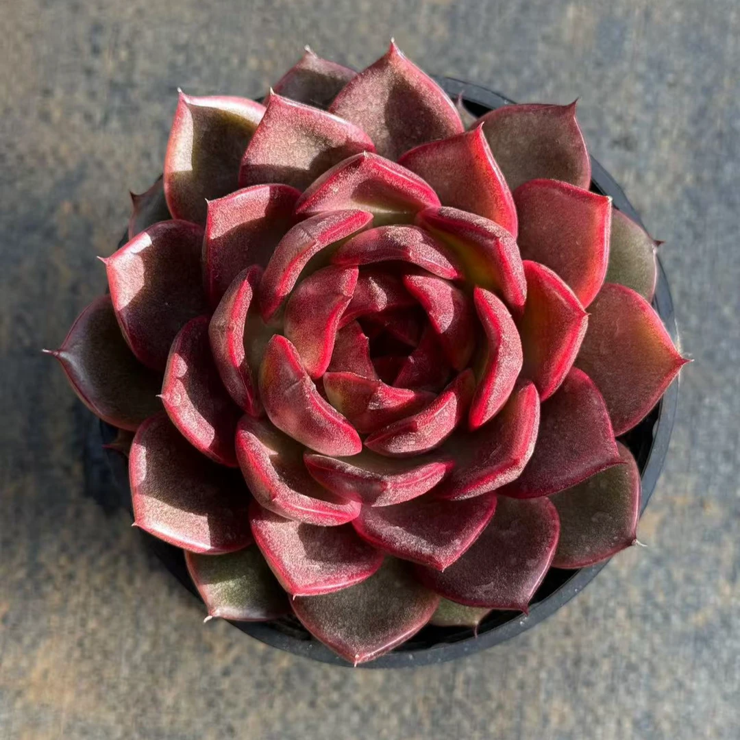 10#黑武士前男友精品多肉