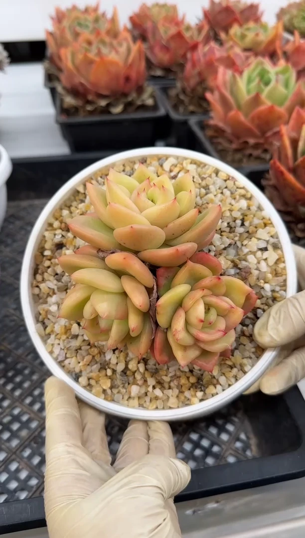 【闪购商品】灵狗的星星3头群（10cm）脱土