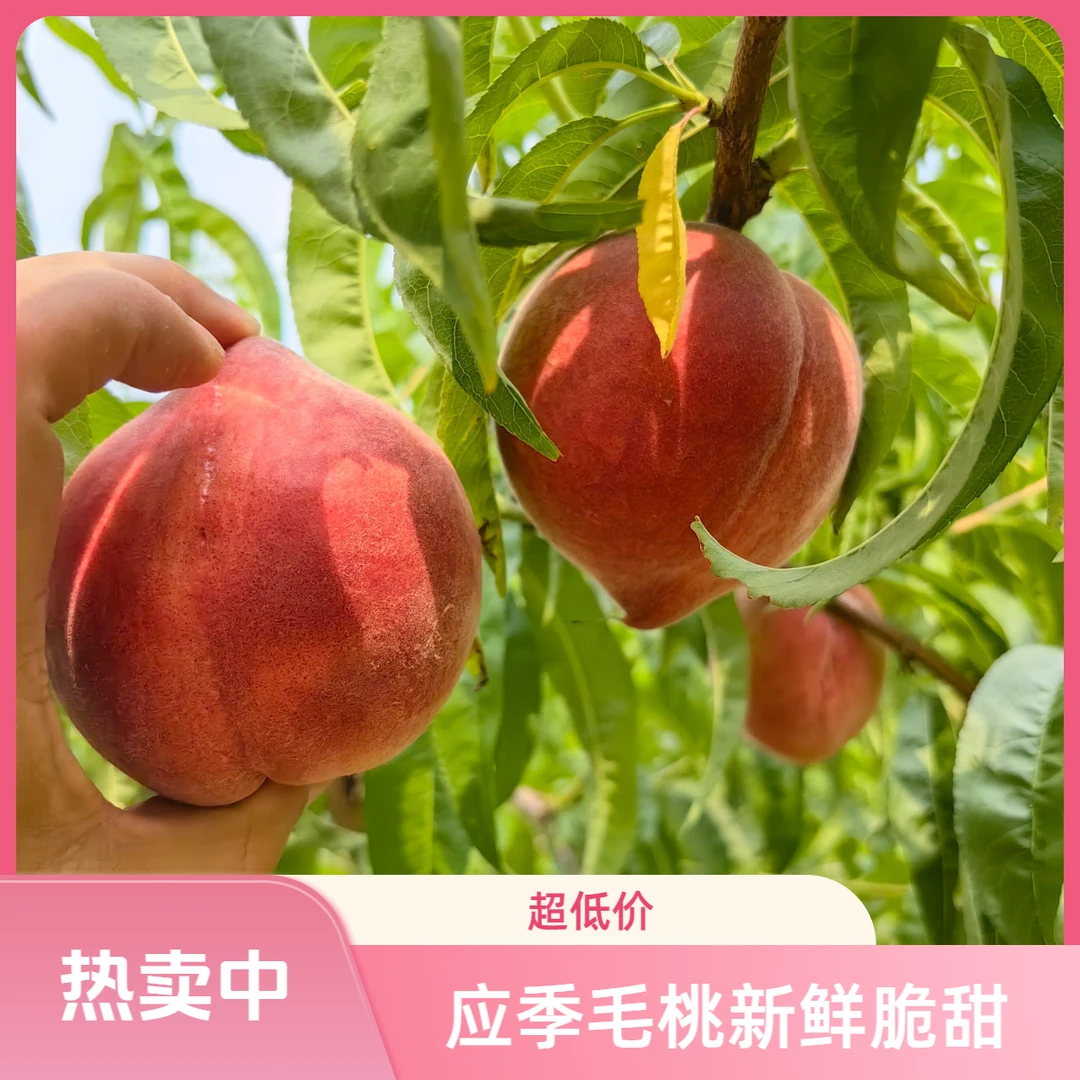 【现摘现发】山坡果园现摘毛桃农村土货挂树熟桃脆甜多汁