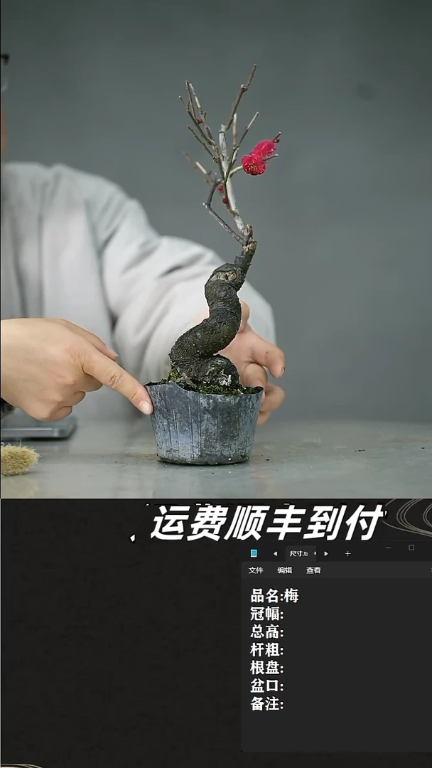 【闪购商品】5    梅