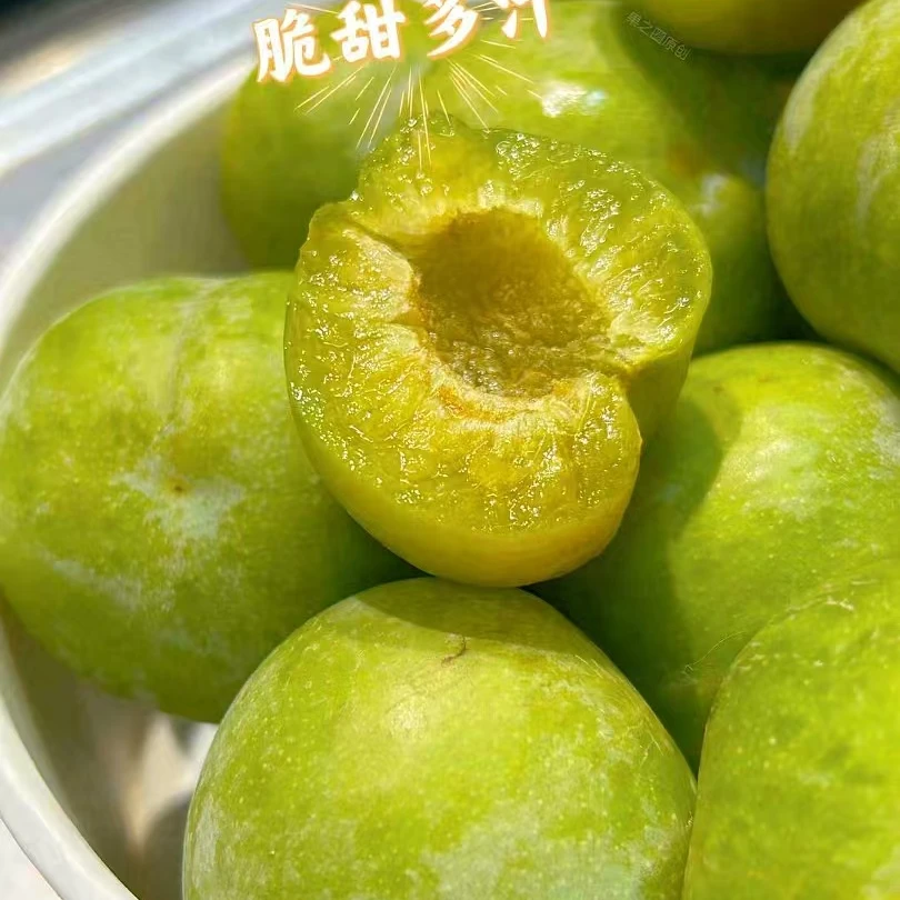 四川青脆李约500克
