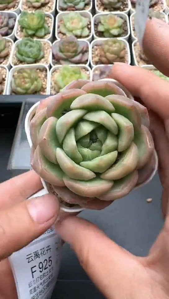 923F云禹多肉植物 默认脱土纸巾打包 3颗包邮