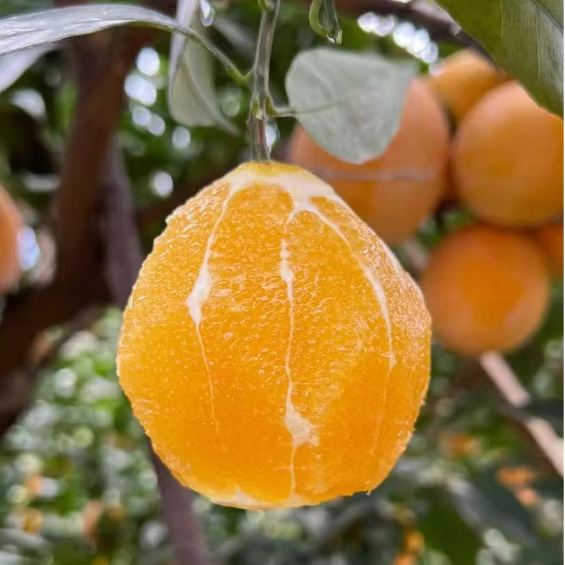 【明日达】正宗赣南脐橙果农现摘现发新鲜直达果肉细腻无渣整箱5斤/9斤包邮发货0102江西省