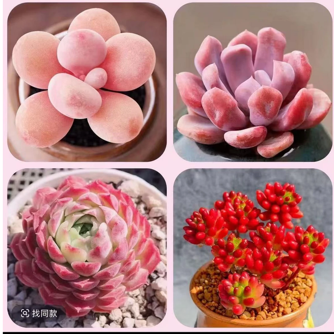 精品多肉1号组合链接精选发货