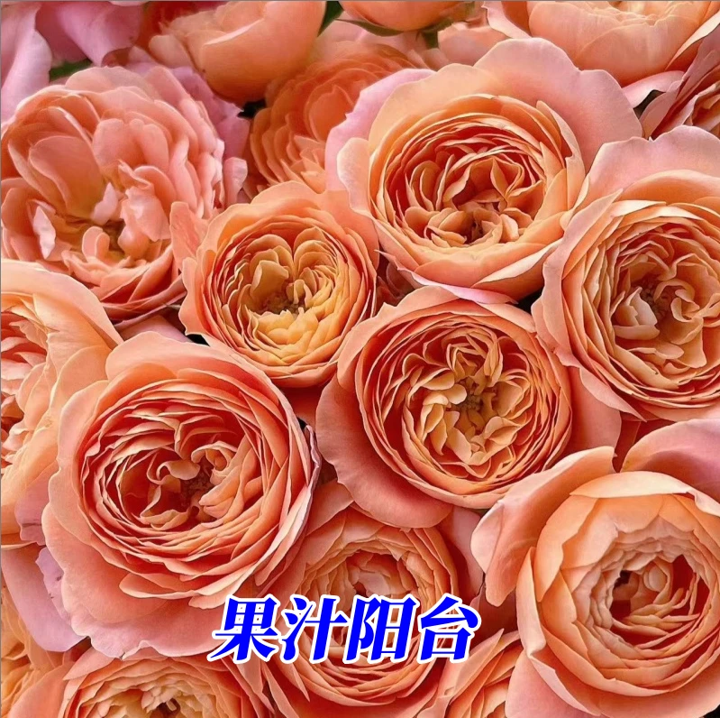 【3送1  5送2都可自选】丰花阳台大花微月多头月季丰花勤花四季开花